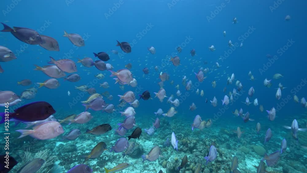 FPV 4K 120 fps Super Slow Motion: Seascape with School of Fish, Surgeonfish in the coral reef of the Caribbean Sea, Curacao FPV 4K 120 fps Super Slow Motion: Seascape with School of Fish, Surgeonfish in the coral reef of the Caribbean Sea, Curacao