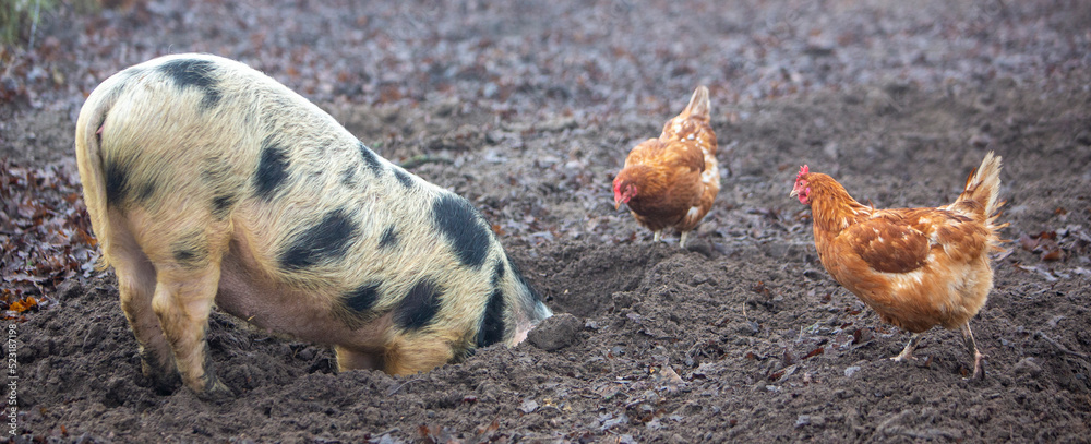 pig roots in mud and chickens roam freely on organic farm in holland pig roots in mud and chickens roam freely on organic farm in holland