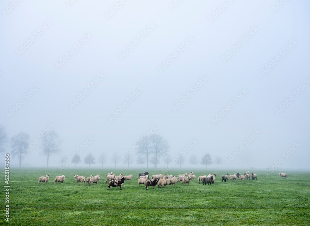 sheep in misty meadow near farm in the. netherlands sheep in misty meadow near farm in the. netherlands