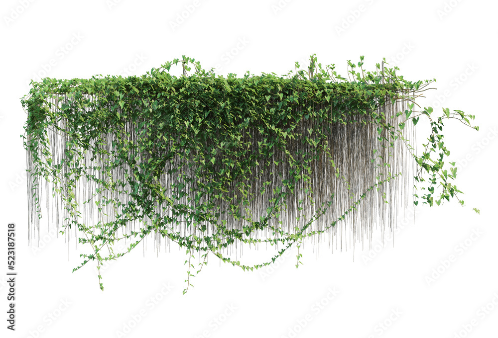 Ivy on a transparent background Stock Illustration | Adobe Stock