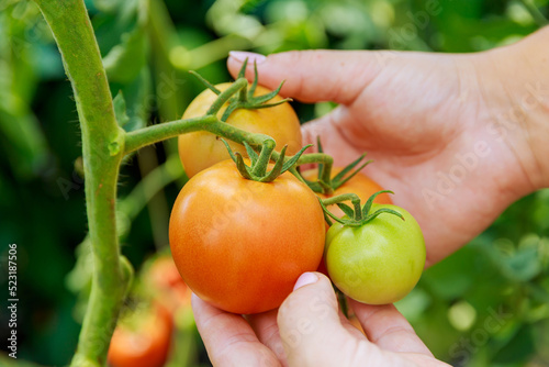 A girl holds unripe tomatoes on a bush. Growing tomatoes.