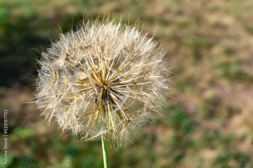 Fototapeta premium dandelion seeds in the sun