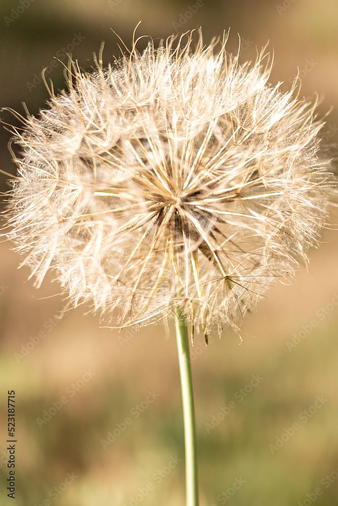Fototapeta premium dandelion seeds in the sun