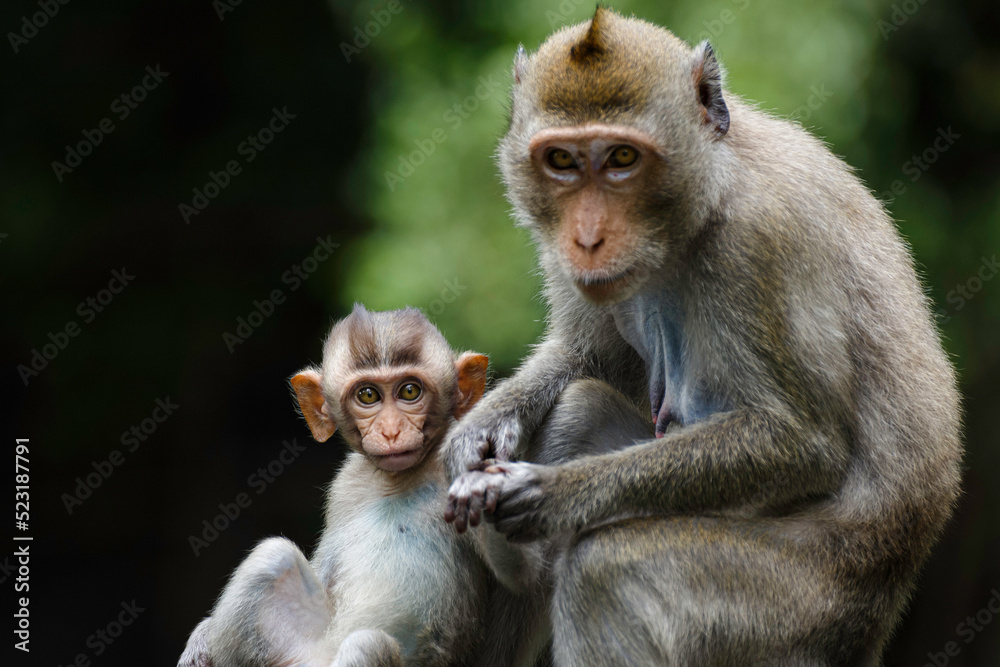 cute asia monkey baby holding her mother hand and looking at camera in the wild in national park. Nature wildlife and animal love concept. cute asia monkey baby holding her mother hand and looking at camera in the wild in national park. Nature wildlife and animal love concept.