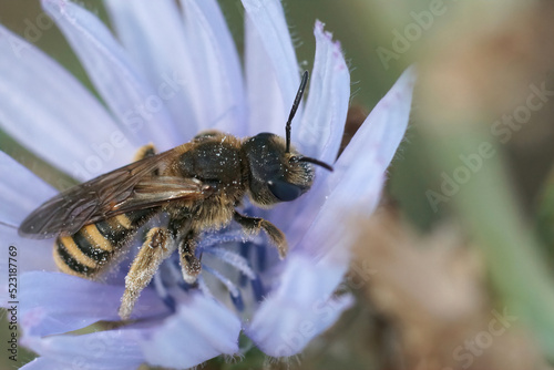 Colorful closeup on a female furrow bee, Halictus maculatus, on a light blue wild cichory flower photo
