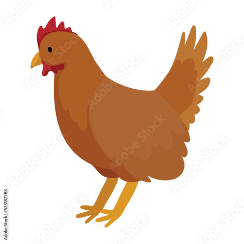 hen domestic farm animal