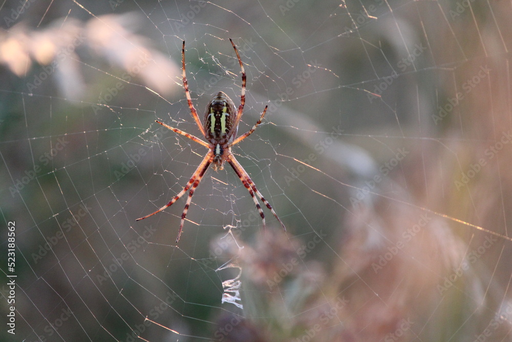 Argiope frelon, arachnide, toile, araignée, toile, insecte, nature, animal, macro, toile d araignée, faune, filet, prédateur, toile d araignée, toile d araignée, arachnophobie, gros plan, araignée, Argiope frelon, arachnide, toile, araignée, toile, insecte, nature, animal, macro, toile d araignée, faune, filet, prédateur, toile d araignée, toile d araignée, arachnophobie, gros plan, araignée,