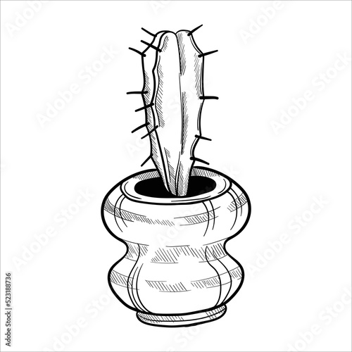 Cactus in flowerpots. Outline hand drawn sketch