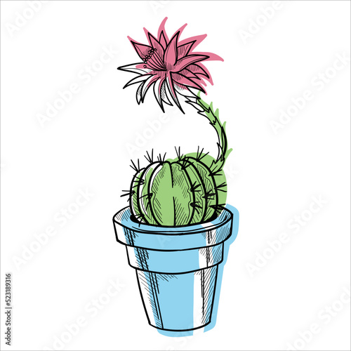 Cactus in flowerpots colorful flat illustration isolated o white