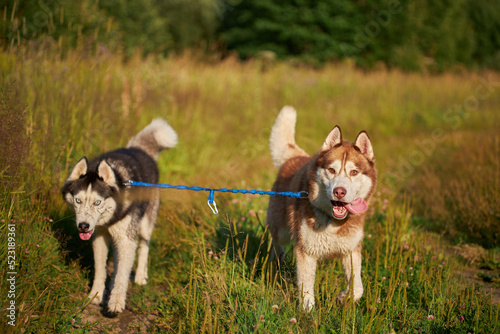 Two dogs having fun playing. Siberian husky escape together.