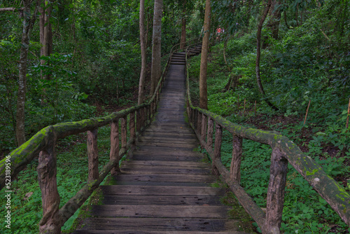 A wooden walkway that covered by green fern in a forest park