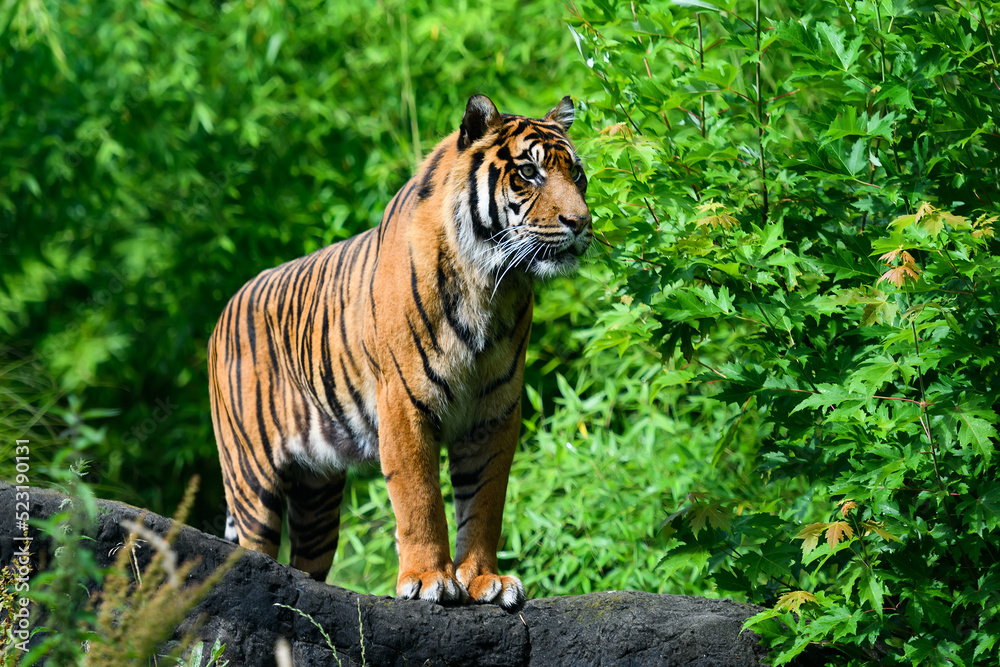 Obraz premium Close-up of a Sumatran tiger in jungle