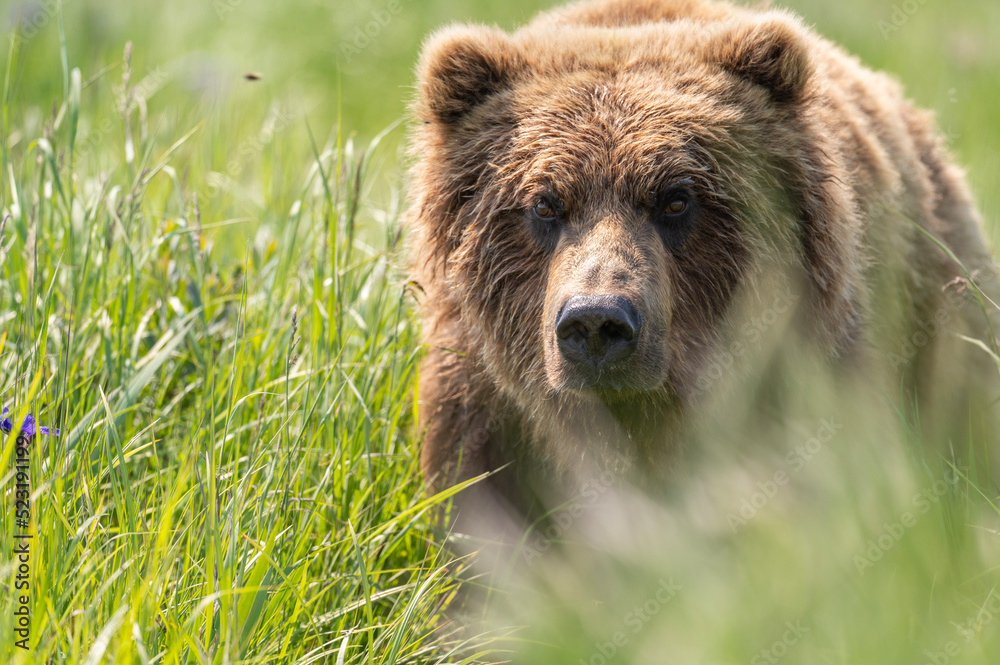Fototapeta premium Face of Alaskan Brown bear