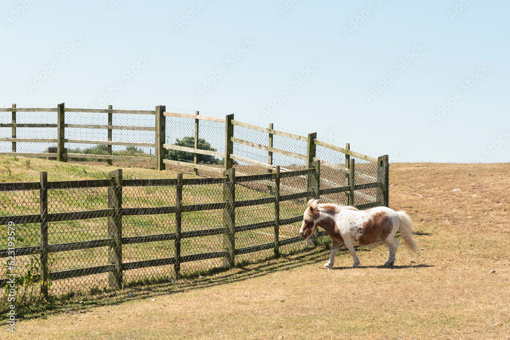 Obraz premium Miniature Shetland