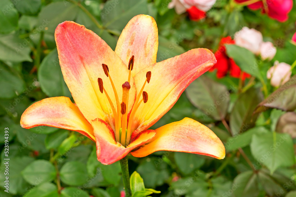 Colorful lily Colorful lily