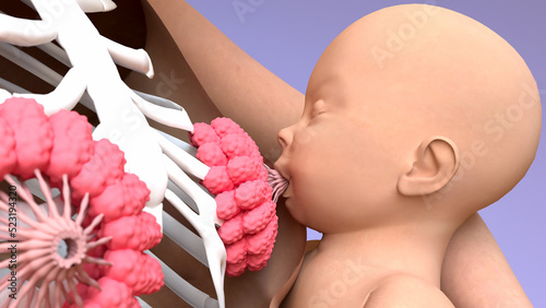 Breastfeeding, Woman feeding a baby, lactation process of producing and releasing milk from the mammary glands in breasts. 