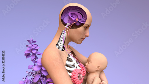 Breastfeeding, Woman feeding a baby, lactation process of producing and releasing milk from the mammary glands in breasts. 