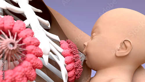 Breastfeeding, Woman feeding a baby, lactation process of producing and releasing milk from the mammary glands in breasts. 