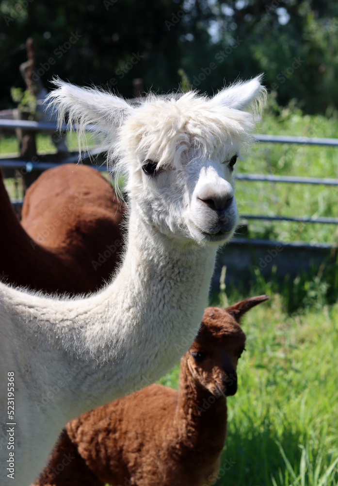 Cute Alpaca close up portrait. Domesticated animal on a farm. Dutch countryside living. Summer day photo. 