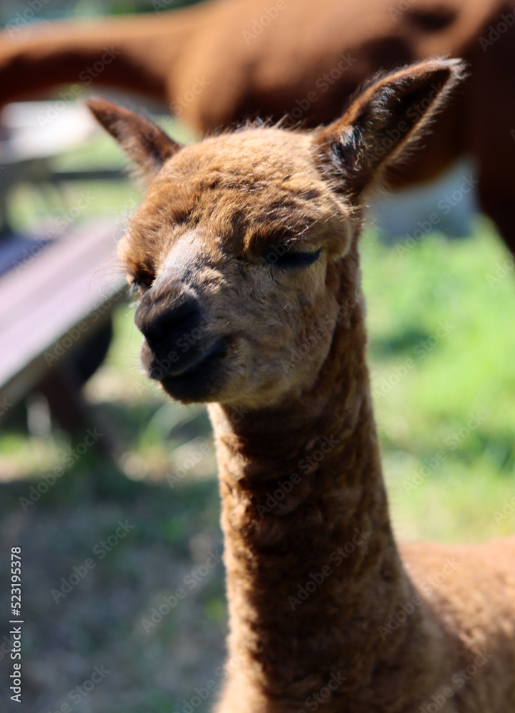 Funny alpaca close up photo. Fluffy farm animal looking at camera. European farm life concept. 