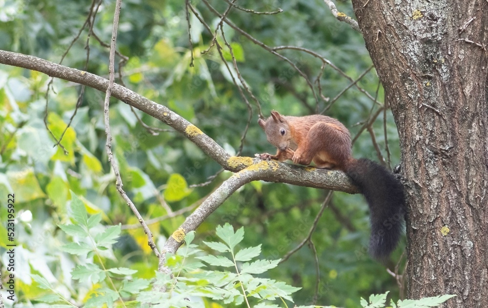 brown squirrel sitting on the branch of a tree at a park
