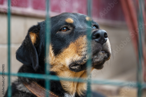 Dog in animal shelter waiting for adoption. Portrait of black homeless dog in animal shelter cage. © andyborodaty