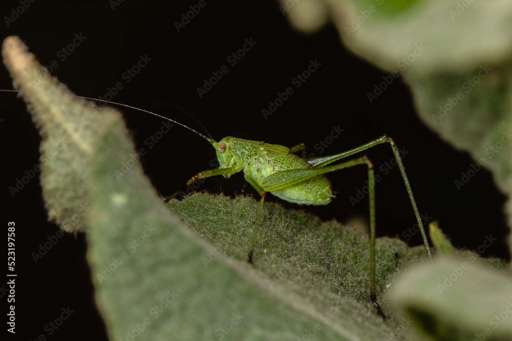 Great green bush-cricket (Tettigonia viridissima) in wild nature Great green bush-cricket (Tettigonia viridissima) in wild nature