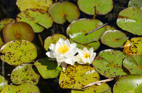 Detailed close-up of a White water-lily (nymphaea alba)