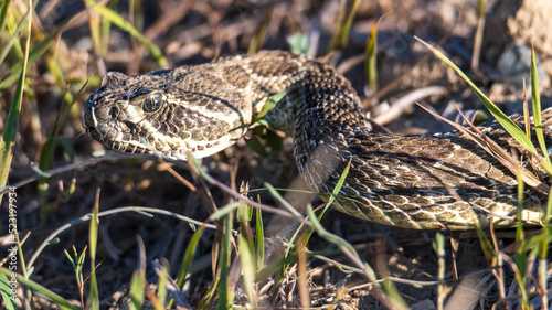 Closeup of a wild rattlesnake hunting in the grass. Back lighting. photo