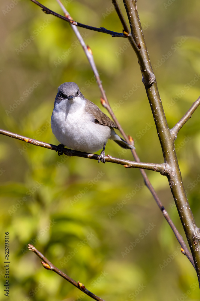 Fototapeta premium Lesser Whitethroat
