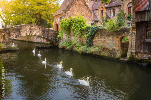 Swans line floating on Brugge canal waters with bridge, Belgium