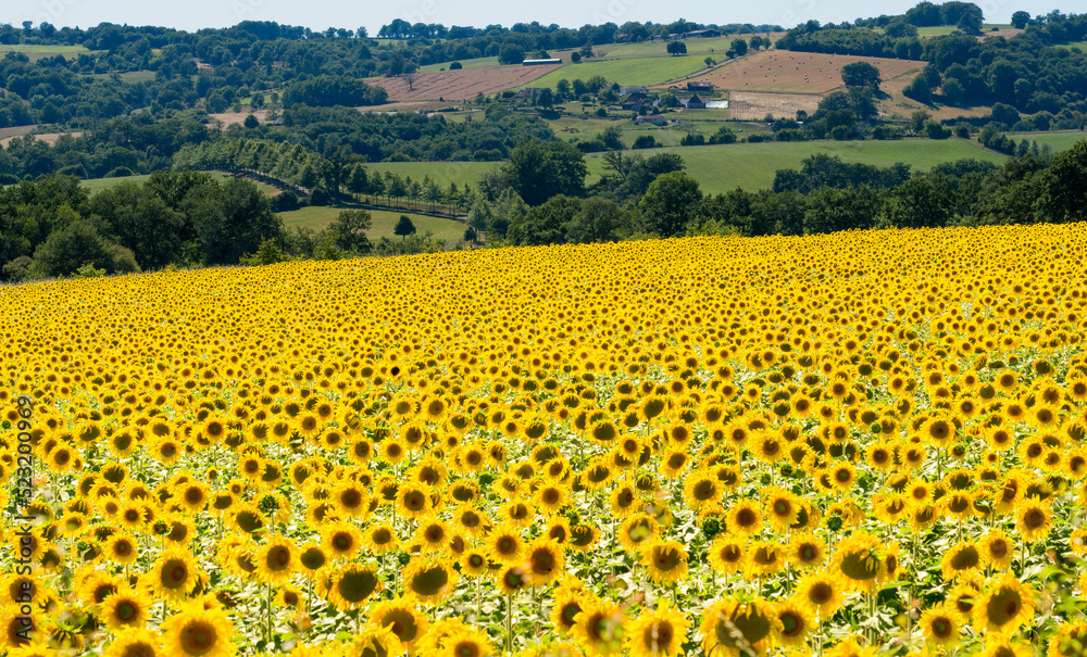 Fototapeta premium a crop of beautiful Sunflowers (Helianthus) glow golden in the afternoon sun