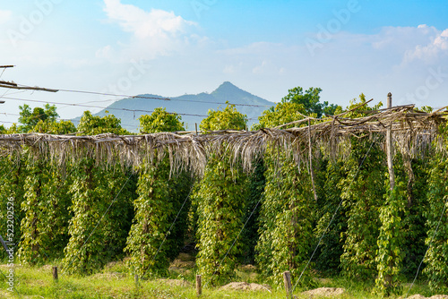 Canvas Print Kampot
