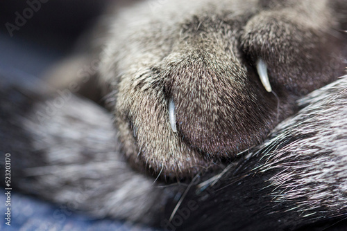 Cat Paw
