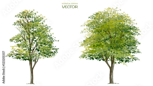 Vector watercolor of tree side view isolated on white background for landscape and architecture drawing, elements for environment and garden, painting botanical for section