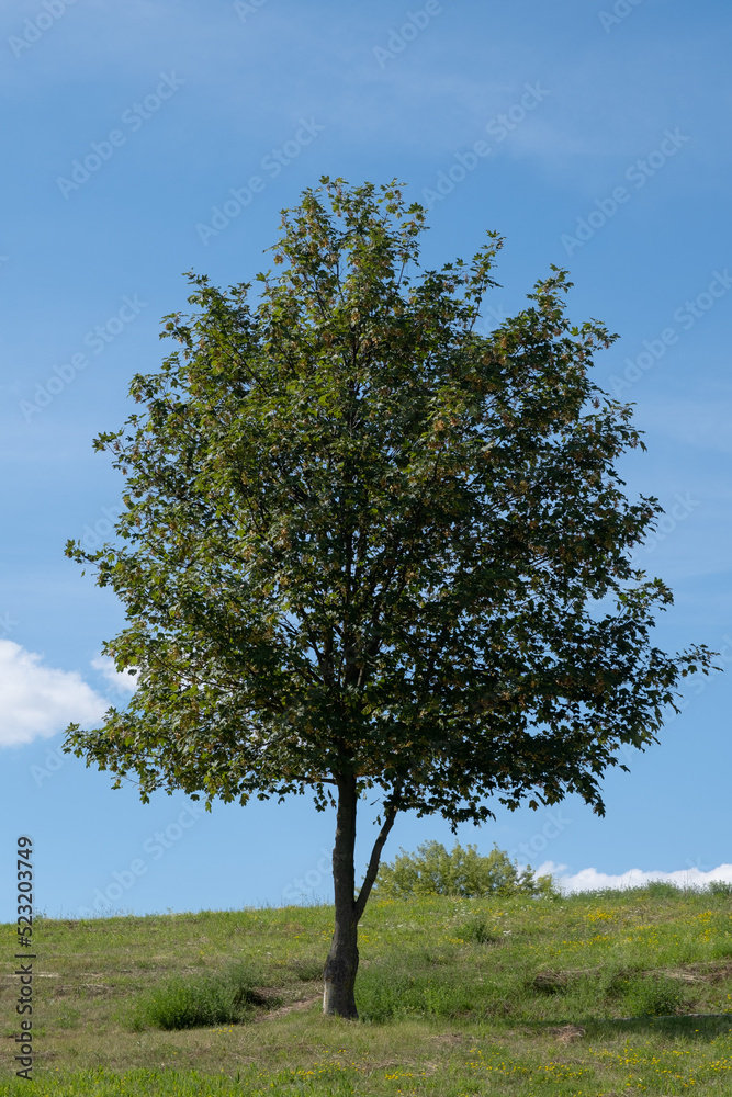 Obraz premium Tree on a hill