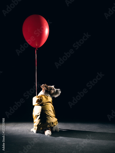 A dog in halloween costume based on The It, a dog in a yellow coat and with a red balloon