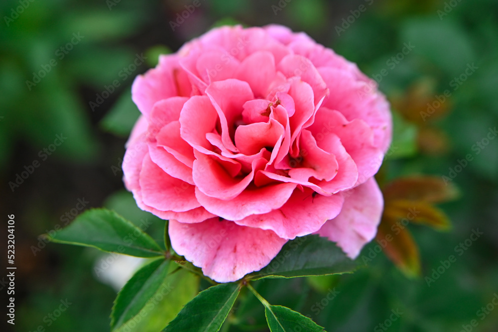 pink rose pink rose