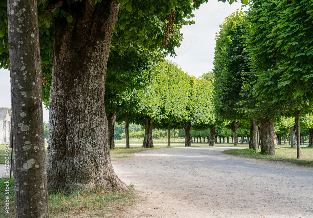 a sculptured tree-lined avenue turning away to the right