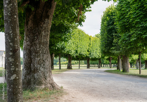 a sculptured tree-lined avenue turning away to the right