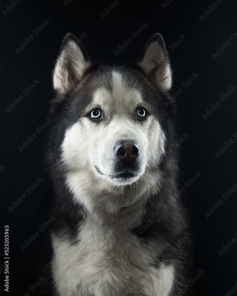 Portrait of a husky on black background, studio shot