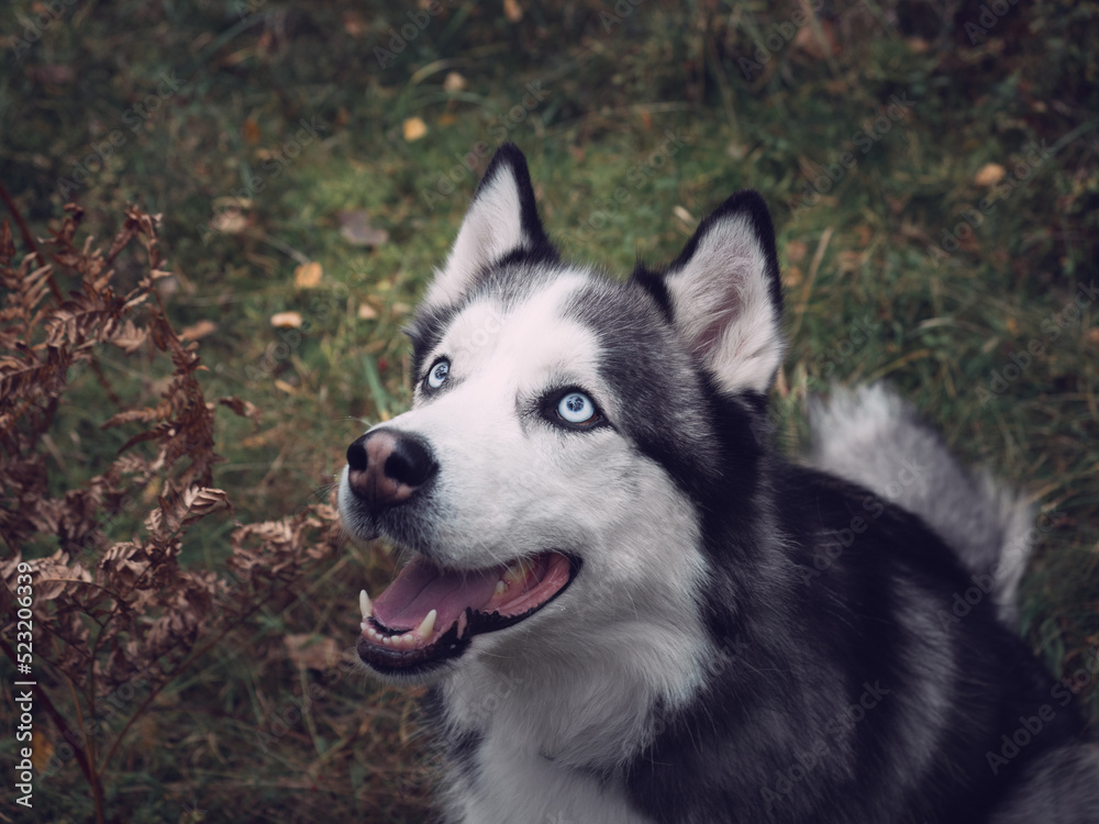Portrait of a husky in an autumn forest