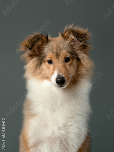 Portrait of a little sheltie puppy on grey background, studio shot