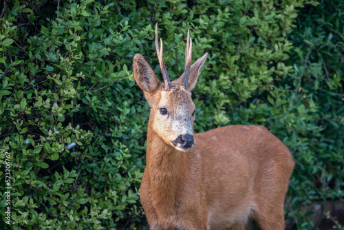 close-up of a wild roe deer buck (Capreolus capreolus) in a domestic garden  © Martin
