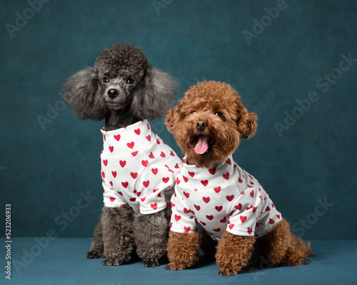 Portrait of two toy poodles in shorts on blue background, studio shot