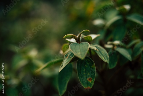 close up of a plant