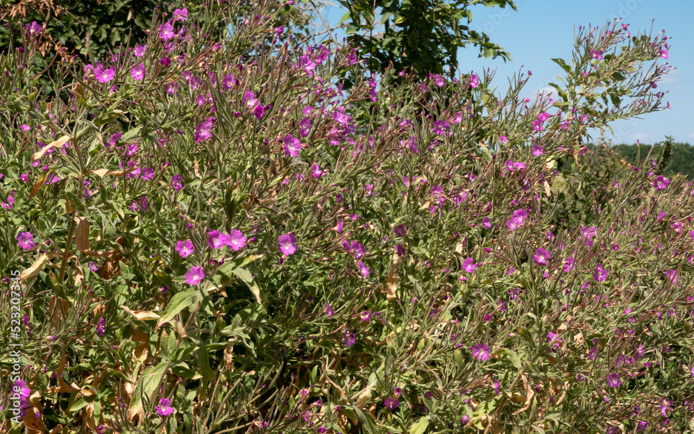 close-up of a Great Willowherb in full bloom,  also known as Codlins and Cream (Epilobium hirsutum)