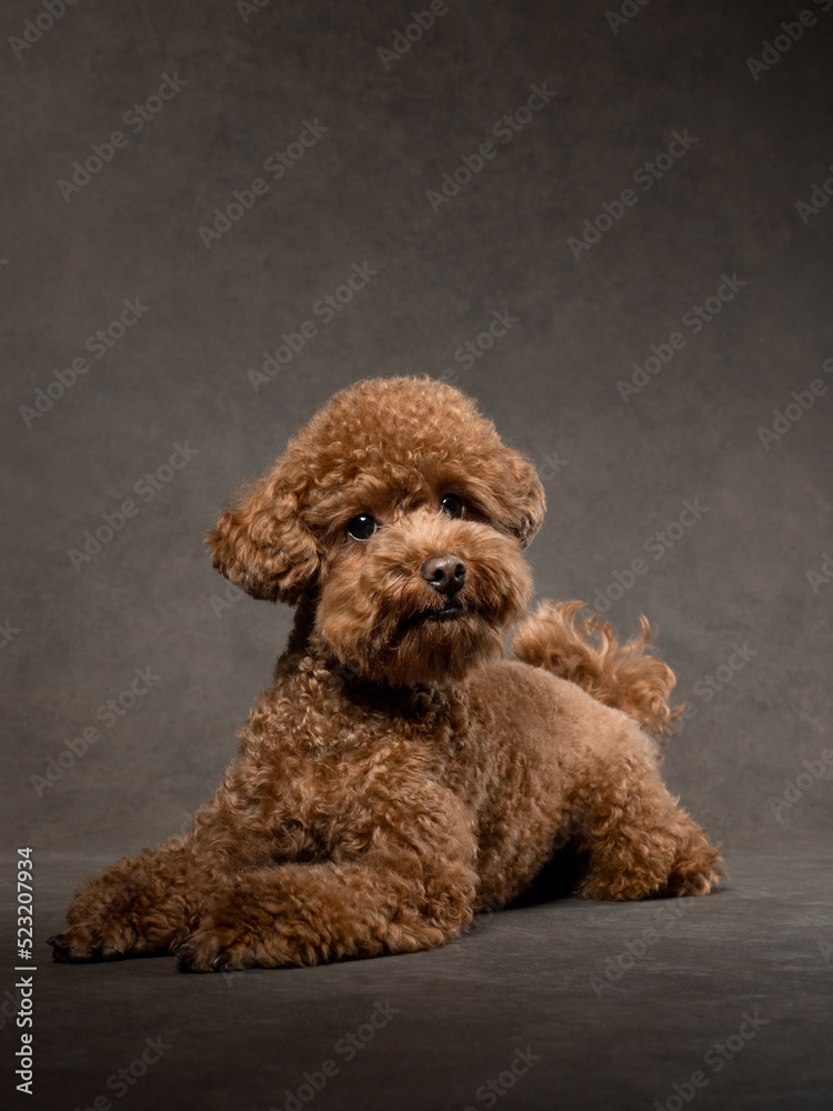 Portrait of a toy poodle on brown background, studio shot