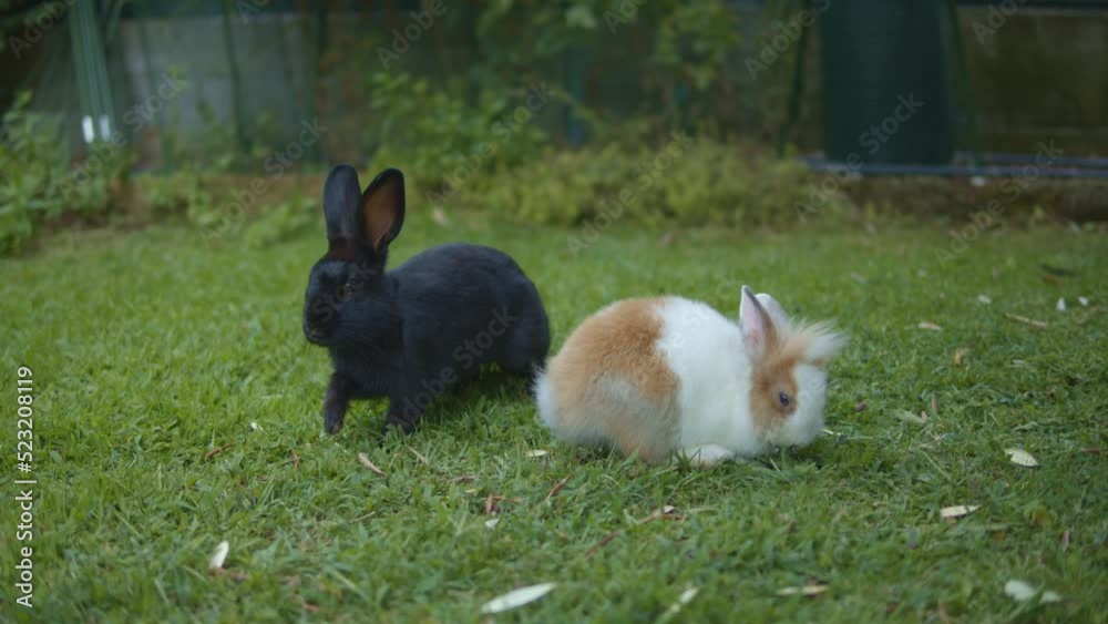 Two little rabbits are hopping on a garden. A black and a white rabbit ...