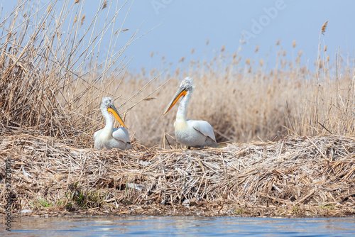 Dalmatian pelicans family nesting in the reeds of the Volga river. The Dalmatian pelican (Pelecanus crispus) is the largest member of the pelican family. 